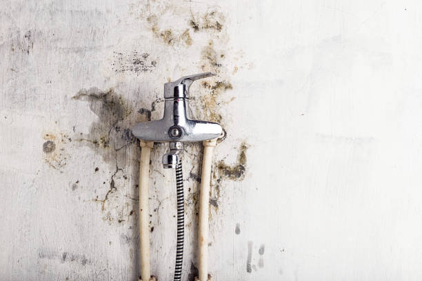 Home Mold Removal in Dunkirk, NY