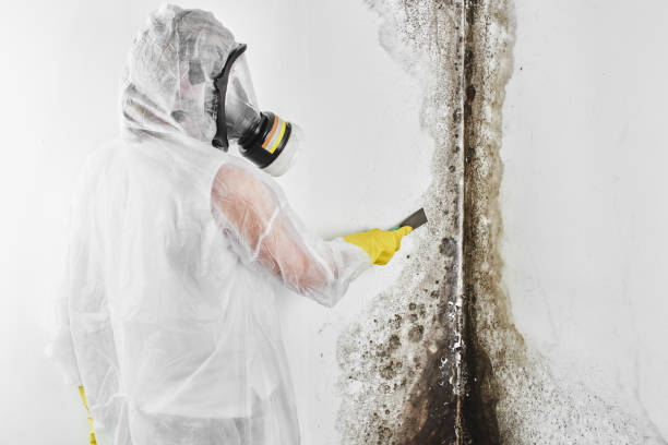 Best Mold Removal Process  in Dunkirk, NY