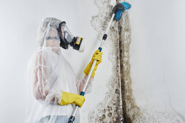 Best Mold Cleaning Services  in Dunkirk, NY