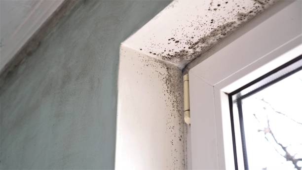 Best Certified Mold Removal  in Dunkirk, NY