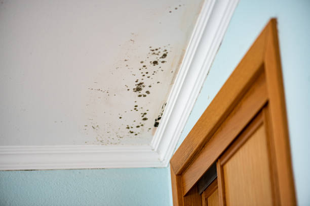 Best Mold Damage Repair  in Dunkirk, NY