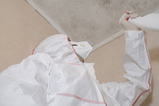 Professional Mold Removal in Dunkirk, NY
