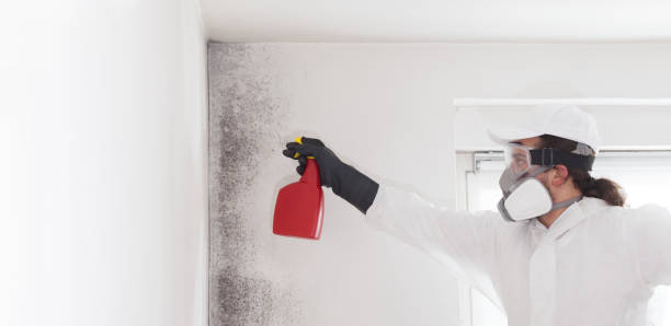 Best Mold Remediation  in Dunkirk, NY