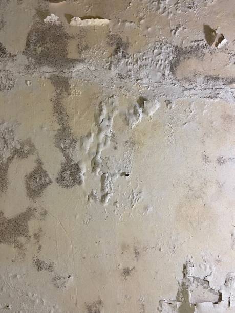 Best Mold Inspection  in Dunkirk, NY