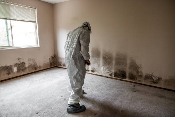 Best Crawl Space Mold Removal  in Dunkirk, NY