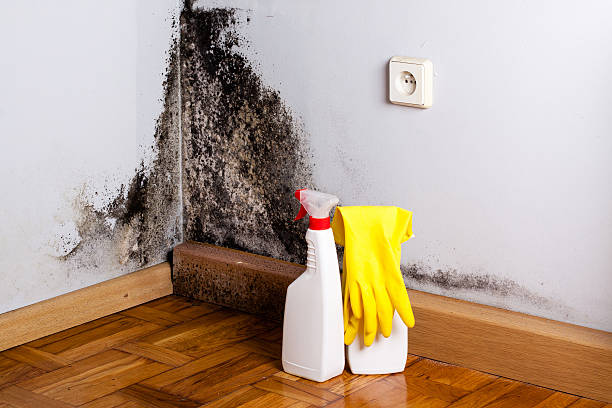 Best Attic Mold Removal  in Dunkirk, NY