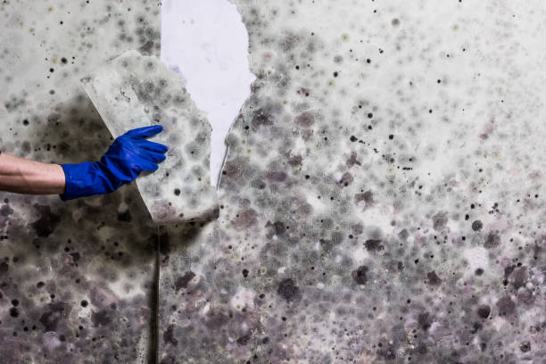Best Same-Day Mold Removal  in Dunkirk, NY