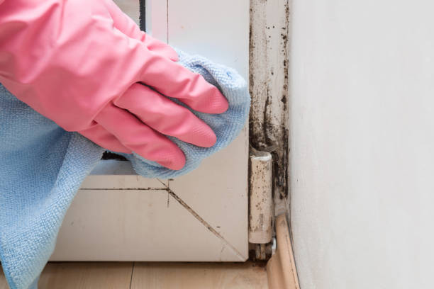 Best Emergency Mold Removal  in Dunkirk, NY