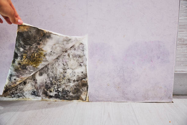 Best Mold Testing and Removal  in Dunkirk, NY